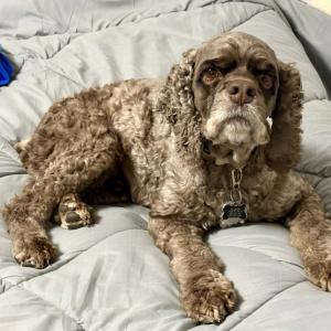 brown cocker spaniel sitting on bed